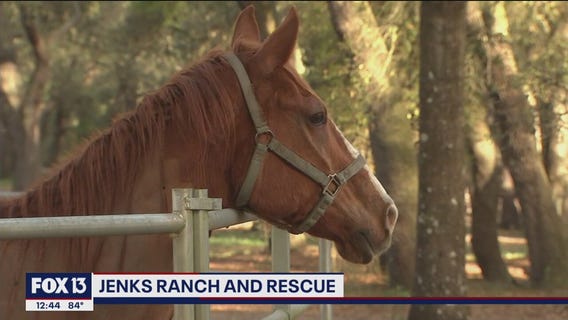 Local rescue specializes in care for neglected horses and other large animals in need