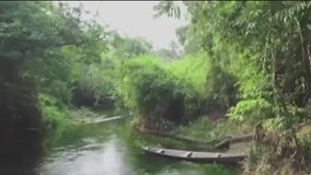 Amazon near tipping point of shifting from rainforest to savannah, report says