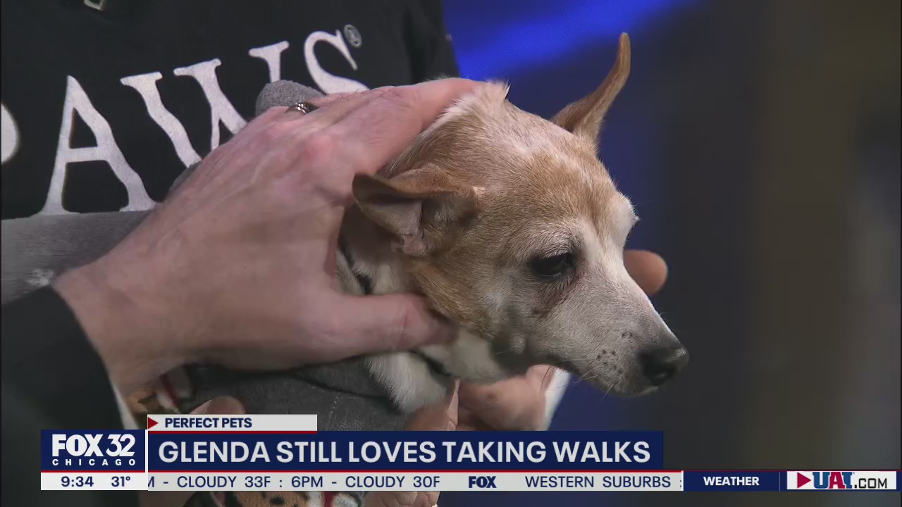 Mike's Perfect Pets: Glenda