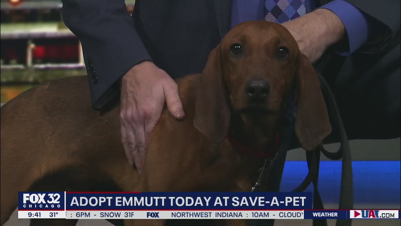 Mike's Pefect Pets: Emmutt