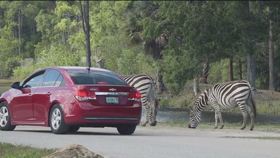 Get a safari experience right from the seat of your car