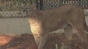 ZooTampa creates new habitats to showcase Florida's native animals