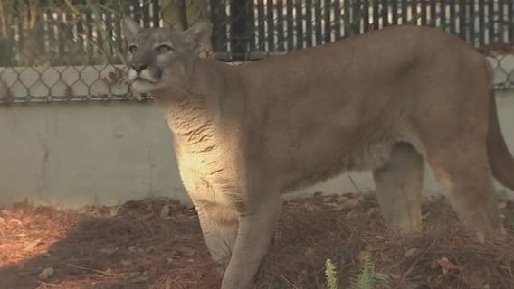 ZooTampa creates new habitats to showcase Florida's native animals