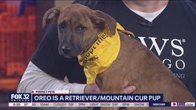 Mike's Perfect Pets: Oreo