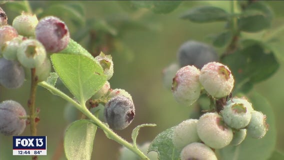 Picking the perfect blueberry at Upicktopia