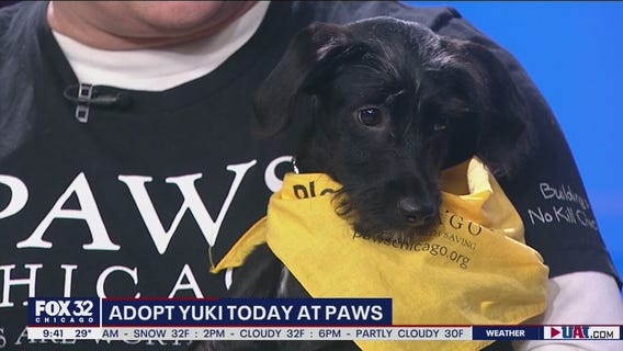 Mike's Perfect Pets: Yuki