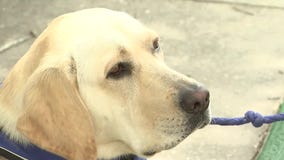 Dog finds new purpose after failing guide dog school