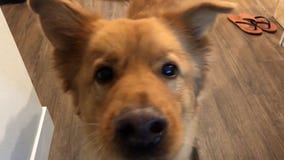 The science behind those puppy dog eyes