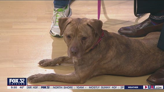 Mike's Perfect Pets: Nallie