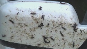 Lovebug season is here and your car isn't happy about it