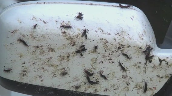 Lovebug season is here and your car isn't happy about it