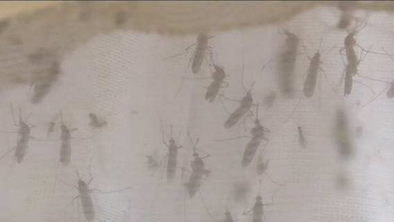 Study: Parts of the world heading toward insect apocalypse