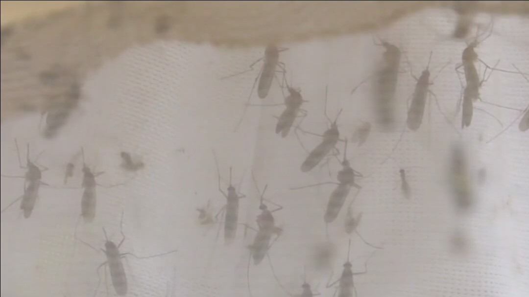 Study: Parts of the world heading toward insect apocalypse