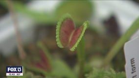 Carnivorous plants cleverly capture the feistiest feasts