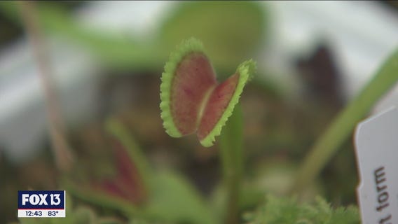 Carnivorous plants cleverly capture the feistiest feasts