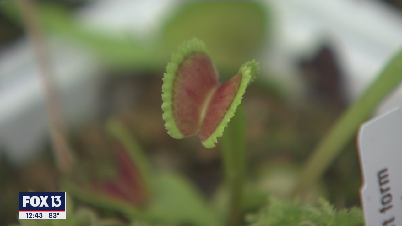 Carnivorous plants cleverly capture the feistiest feasts