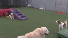 Bay Paws Pet Resort pampers your pup