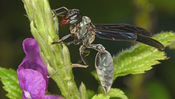 Worst insect stings based on scientist's personal experience