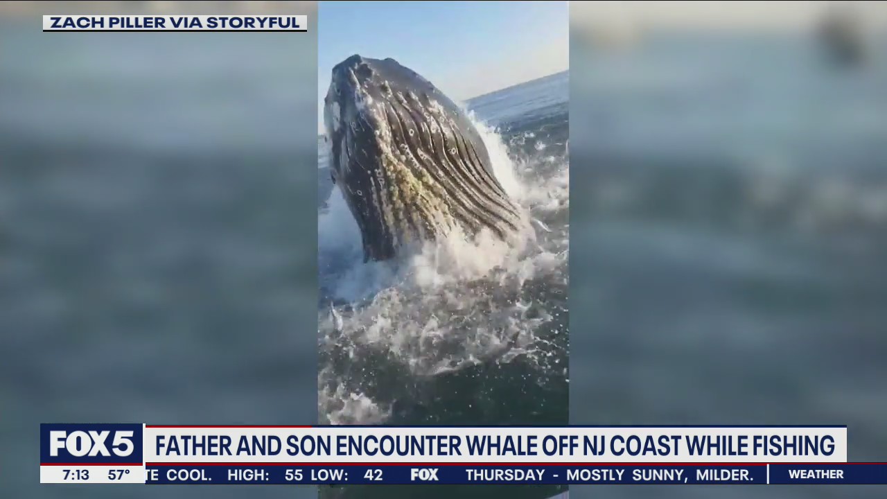 Whale breaches water
