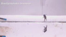 Why mini frogs are so bad at frogging: Dave O the Science Pro