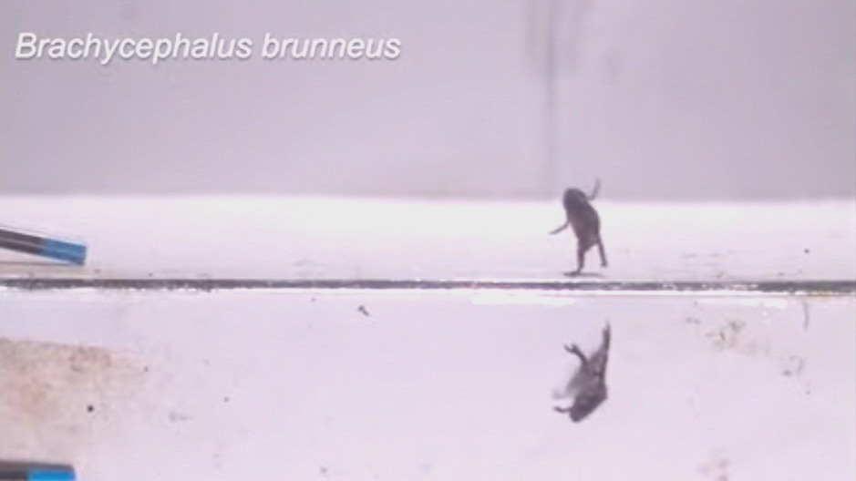 Why mini frogs are so bad at frogging: Dave O the Science Pro