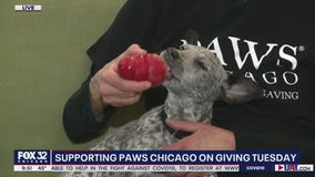 Mike's Perfect Pets: Roxanne