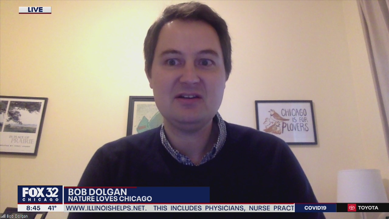 Chicagoans encouraged to join Global Big Day of birdwatching