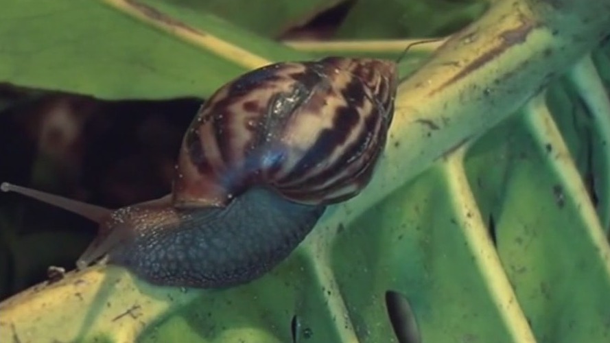 Giant African land snail found in Pasco County
