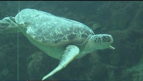 Explore the ocean -- and skies -- at Florida Aquarium