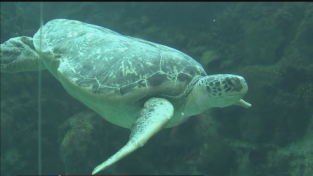 Explore the ocean -- and skies -- at Florida Aquarium