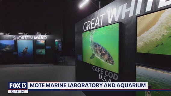 Inspiring people to care about sharks at Mote Marine Laboratory and Aquarium