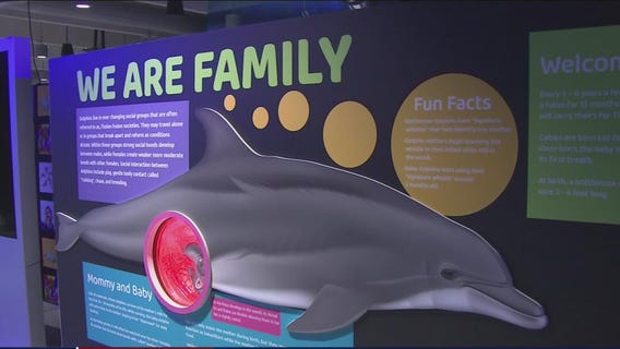 Clearwater Marine Aquarium is celebrating and exploring the relationship humans have with dolphins