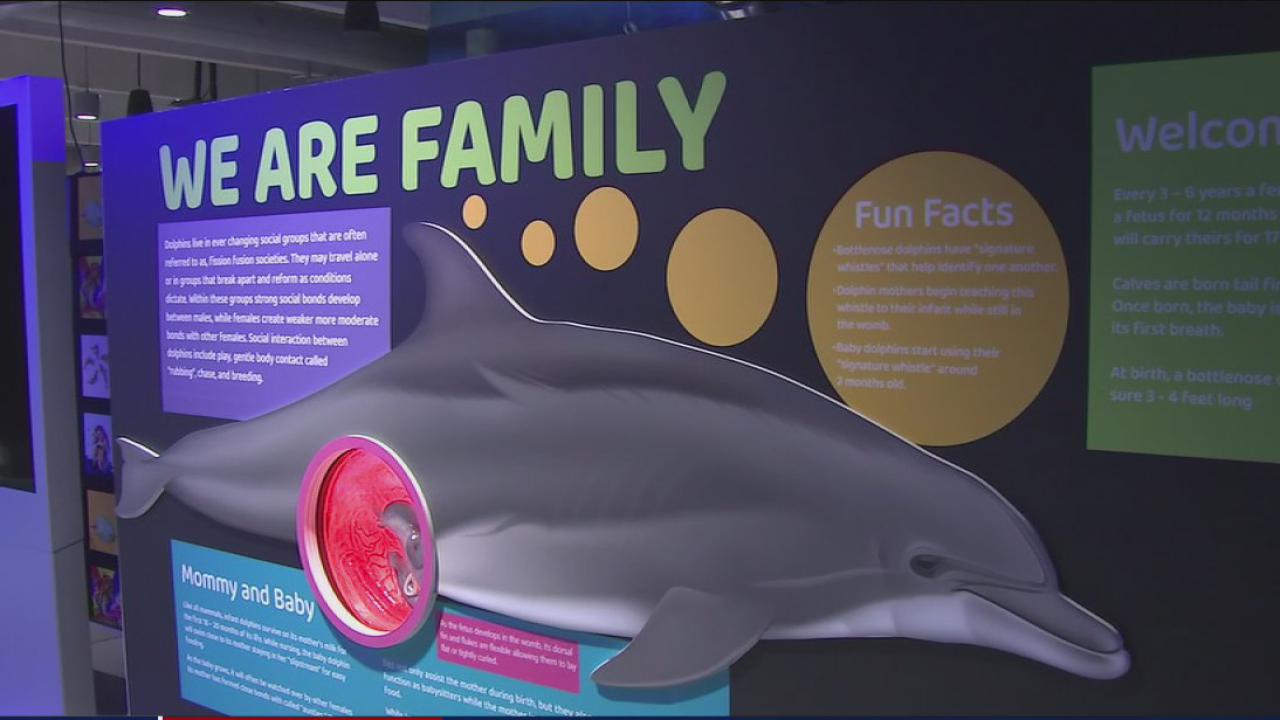 Clearwater Marine Aquarium is celebrating and exploring the relationship humans have with dolphins
