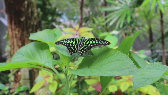 One Tank Trip: Gainesville's butterfly rainforest at the University of Florida