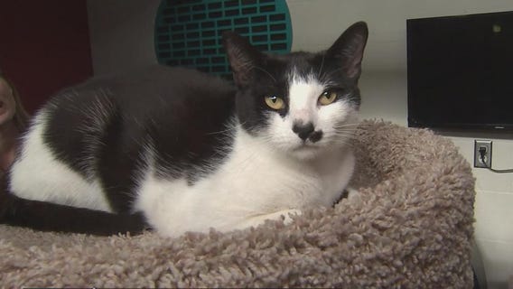 Reduced adoption fees all month long at Cat Depot