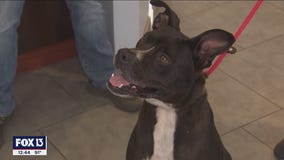 Help clear shelter at SPCA Tampa Bay this weekend