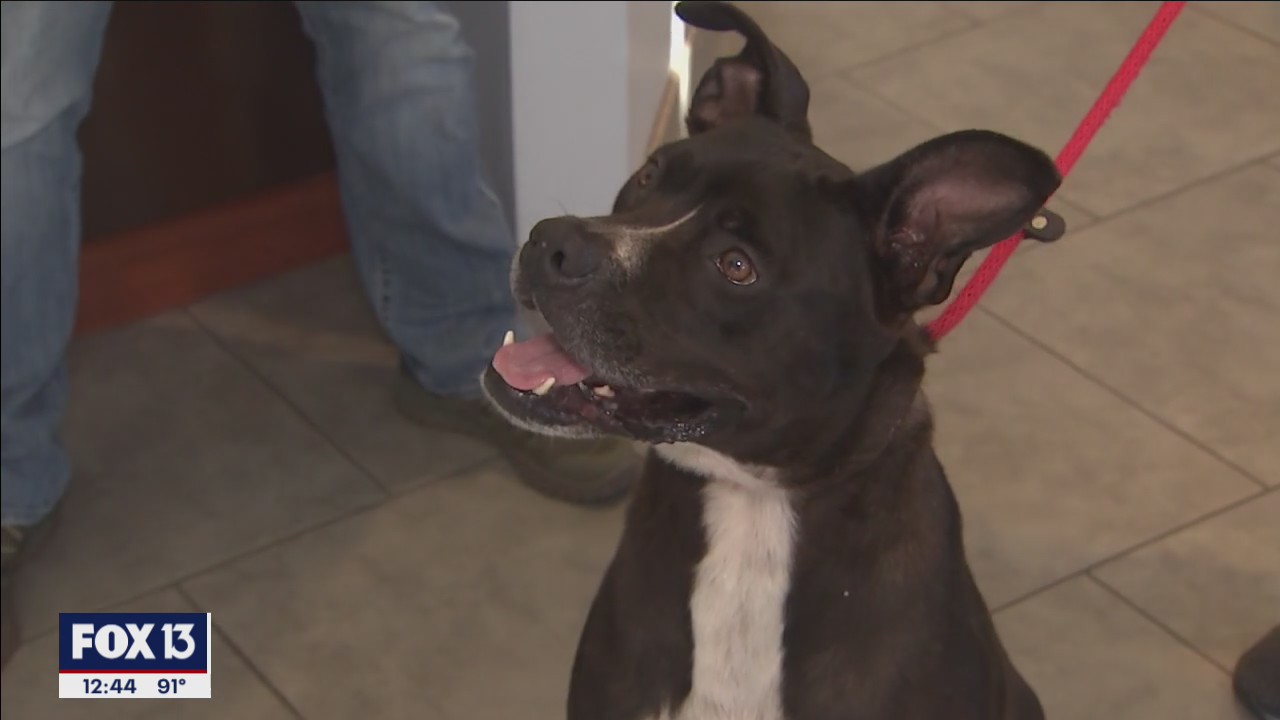 Help clear shelter at SPCA Tampa Bay this weekend