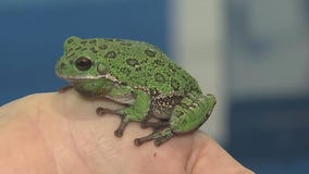 Ribbit Exhibit opens at Tampa Bay Watch Discovery Center this weekend