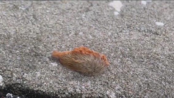 Venomous puss caterpillar sightings across Florida