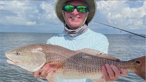 Strong redfish bite throughout Bay Area