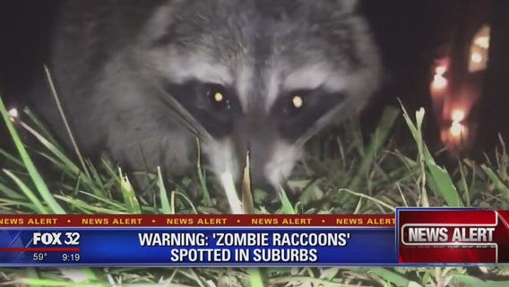 Police warn pet owners of 'zombie raccoons' in suburbs