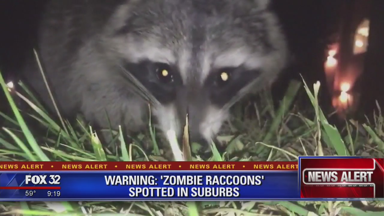 Police warn pet owners of 'zombie raccoons' in suburbs