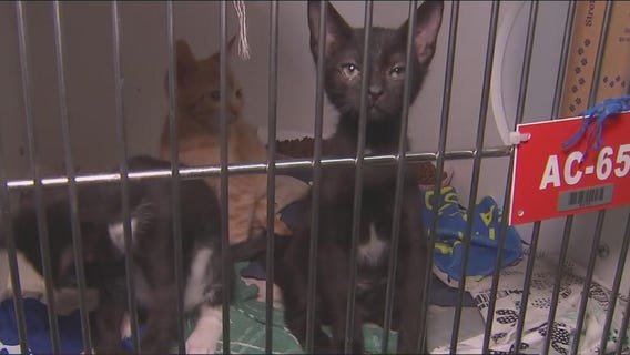 Strays separated by pet owners at Hillsborough animal shelter