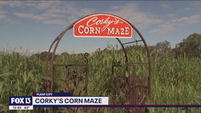 Corky's Corn Maze opens this weekend in Plant City