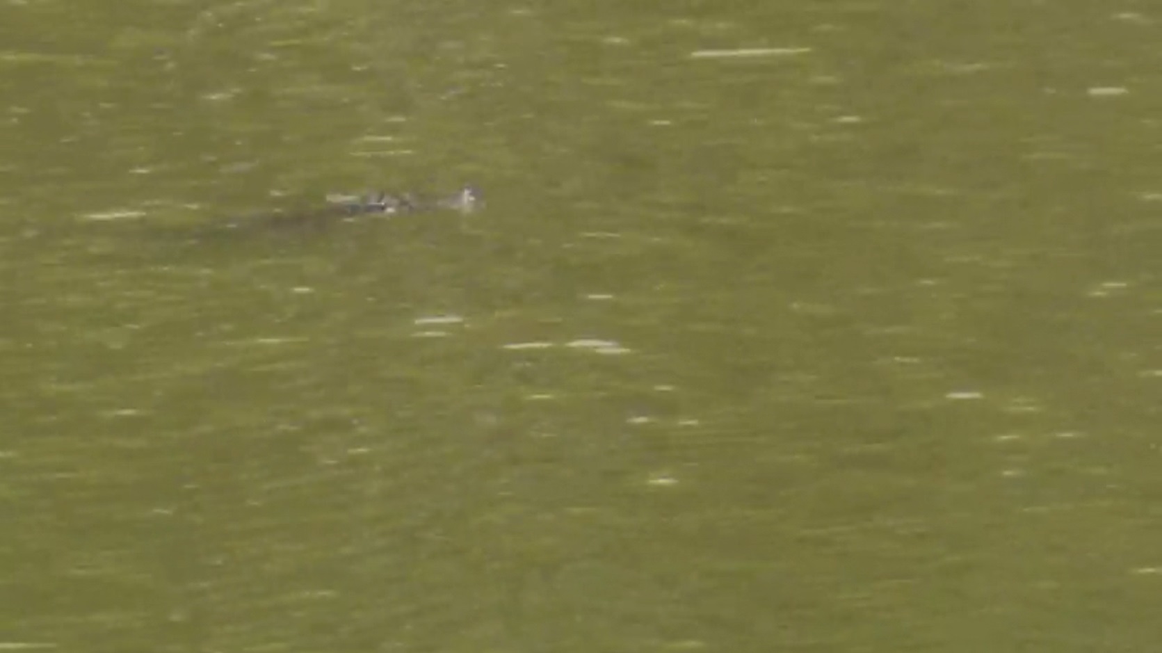 Alligator or crocodile spotted in Chicago lagoon 2