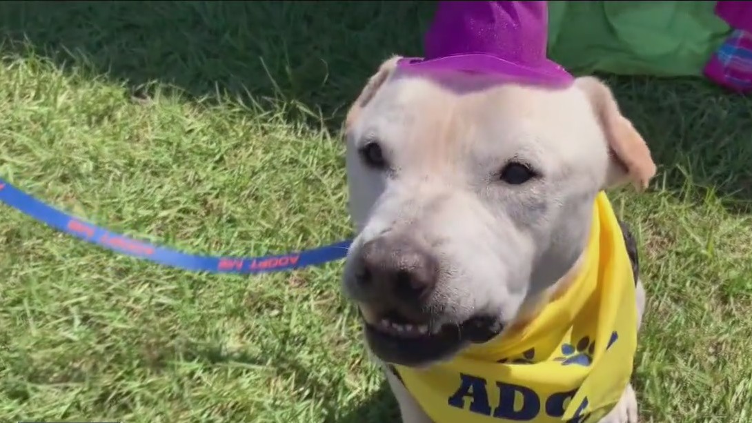 Multi-county mega adoption event held in Dade City | FOX 13 Tampa Bay