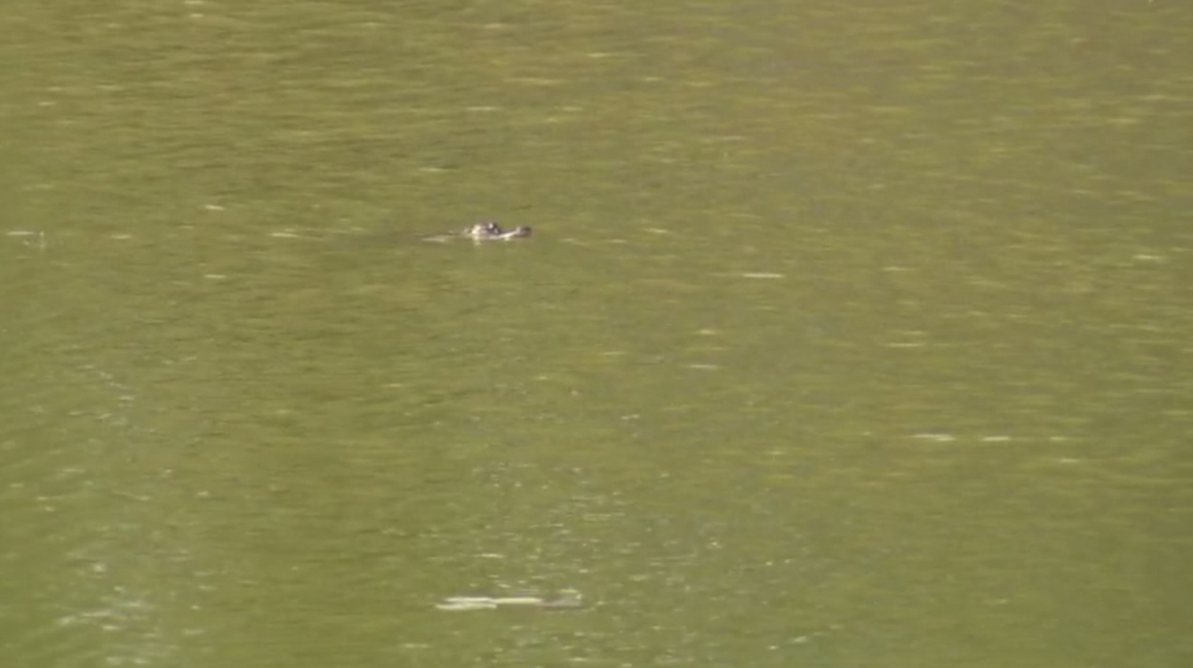 Alligator or crocodile spotted in Chicago lagoon