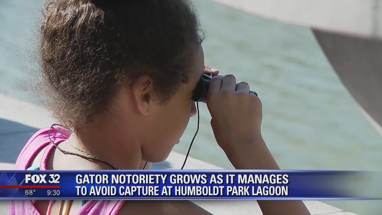 Gator notoriety grows as it manages to avoid capture in Chicago lagoon