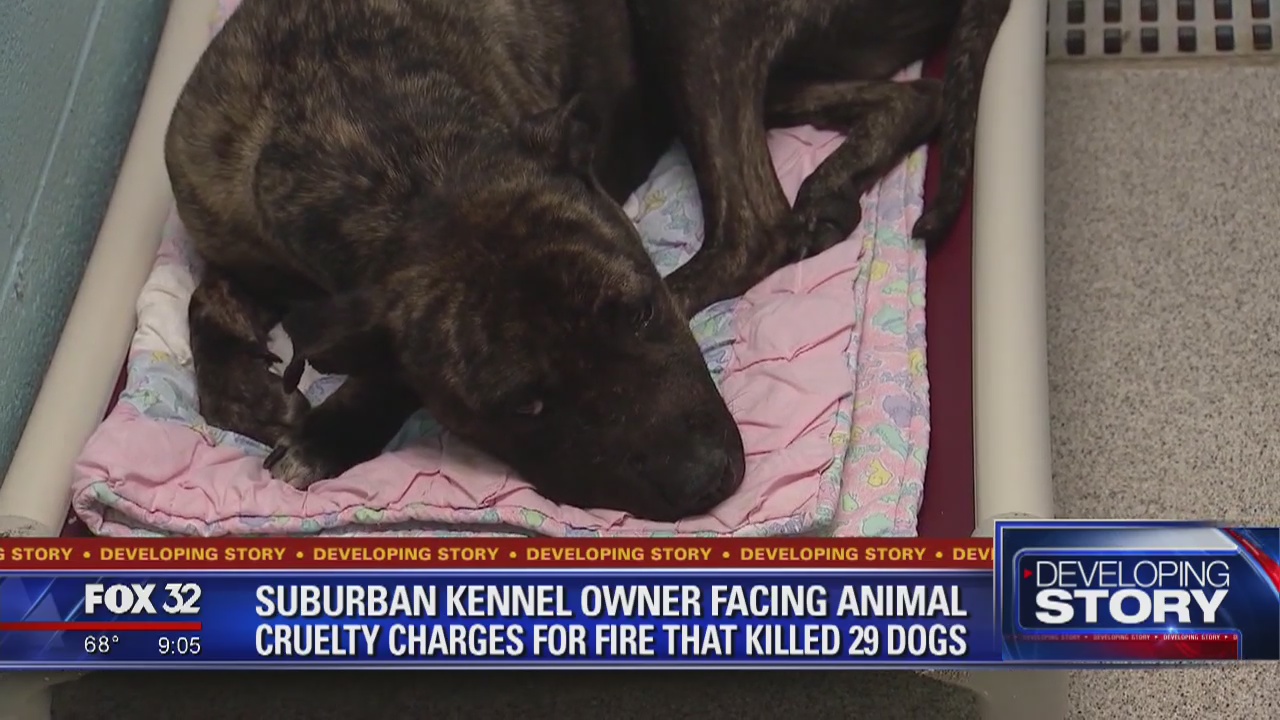 Operator of suburban kennel charged in fire that killed 29 dogs