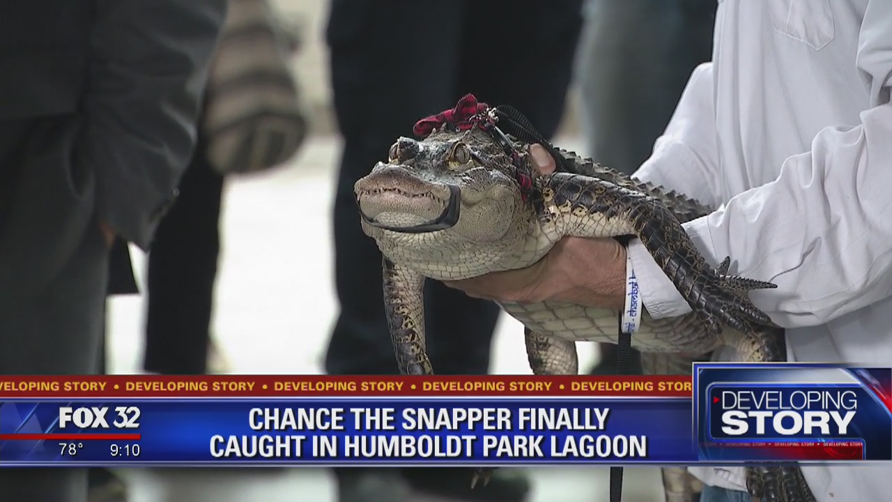 See ya later, alligator! Elusive reptile captured from Chicago lagoon